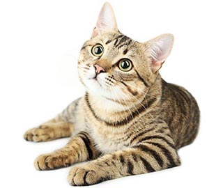Лечение кошек, котов
