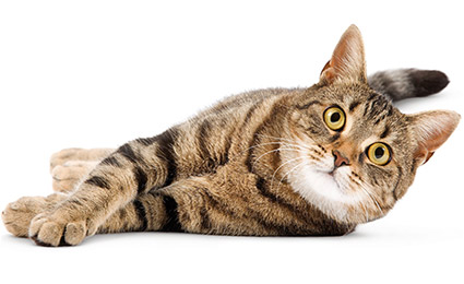 Чипирование кота, кошки