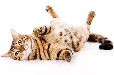 Капельница котам кошкам