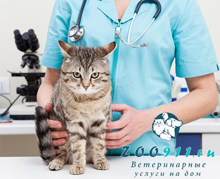 Лечение кошки, кота