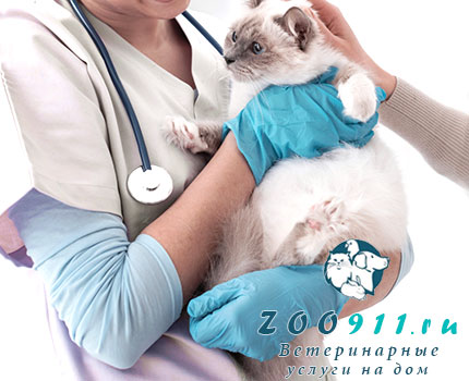 Стерилизация кошки, кота